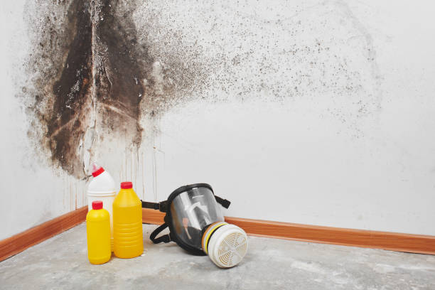 Crawl Space Mold Removal in Logansport, LA