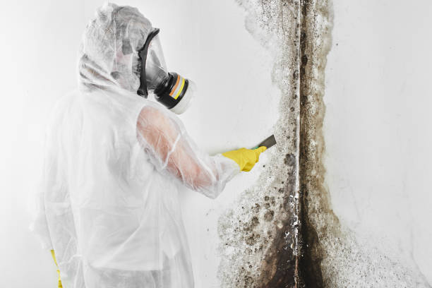 Best Mold Damage Repair  in Logansport, LA