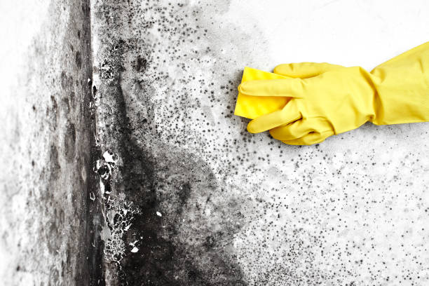 Best Black Mold Removal  in Logansport, LA