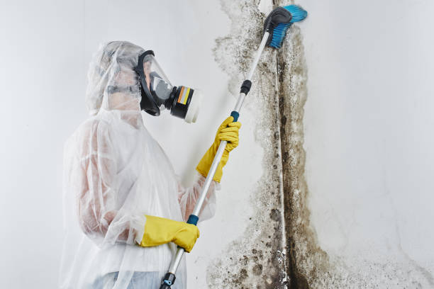 Best Local Mold Removal Service  in Logansport, LA