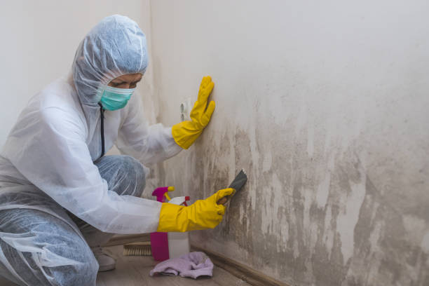 Best Professional Mold Removal  in Logansport, LA