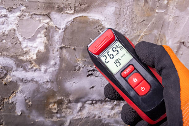 Reliable Logansport, LA Mold Removal Solutions