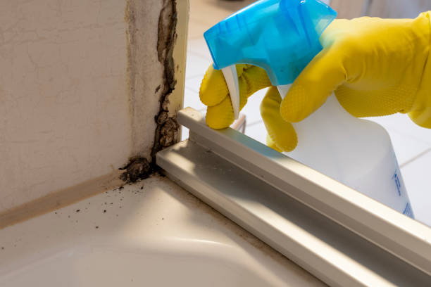 Best Residential Mold Removal  in Logansport, LA