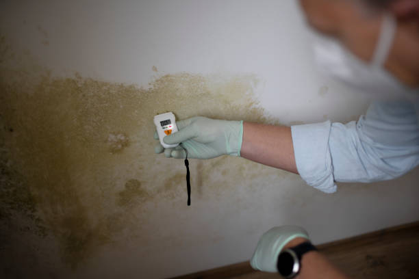 Best Same-Day Mold Removal  in Logansport, LA