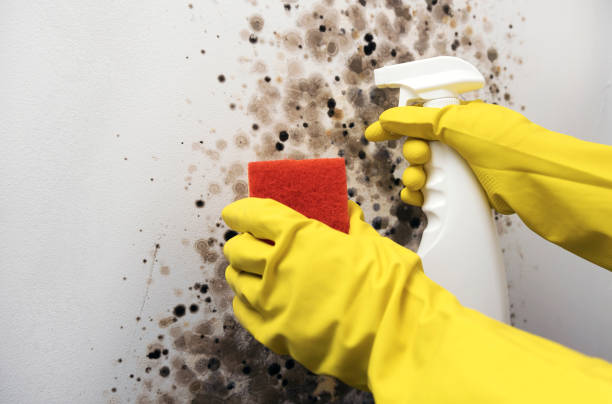 Best Same-Day Mold Removal  in Logansport, LA