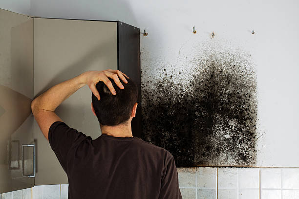 Best Crawl Space Mold Removal  in Logansport, LA