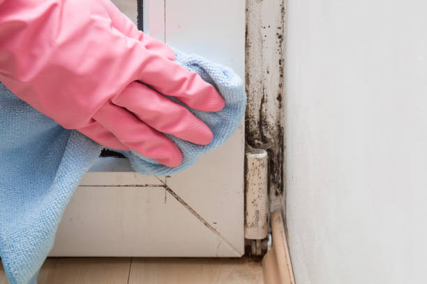 Best Fast Mold Removal  in Logansport, LA