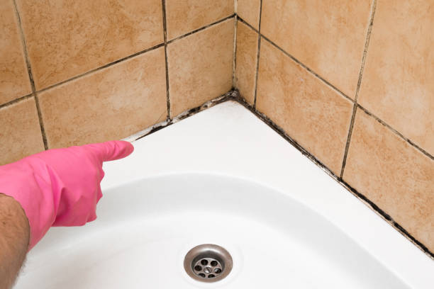 Best Home Mold Removal  in Logansport, LA